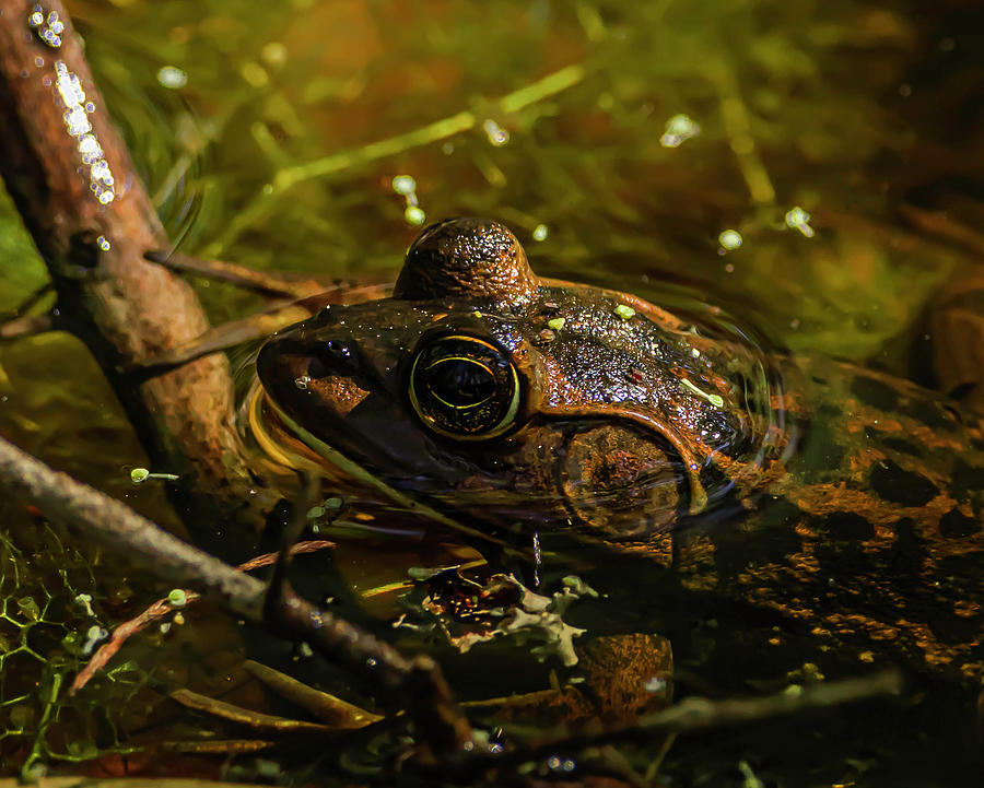 Kermit Photograph by Penny J Smith Photography - Fine Art America