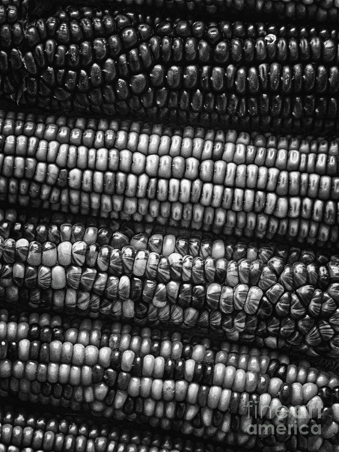 Kernels of Corn Photograph by Phil Perkins