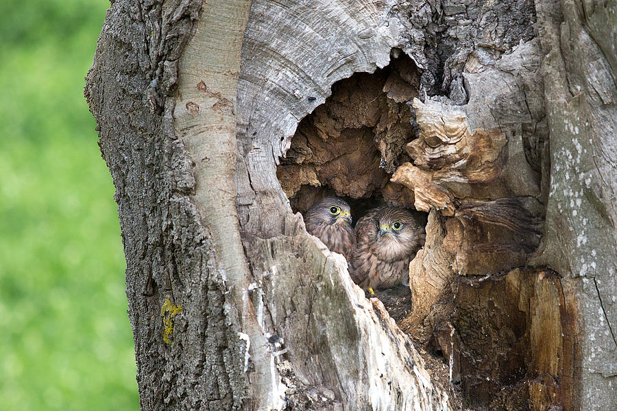 Kestrel Chicks Nesting Photograph by Photos By Steve Horsley