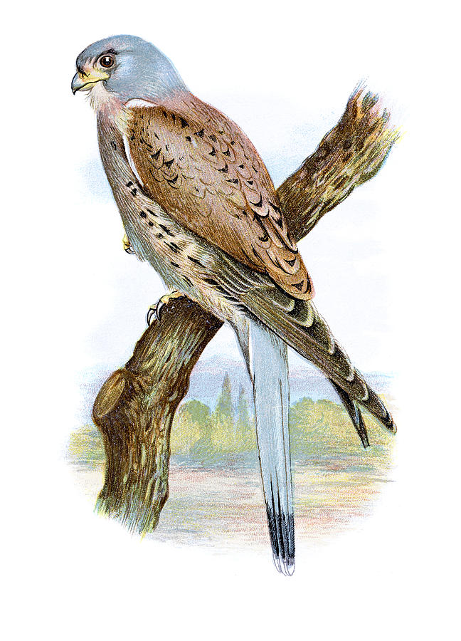Kestrel Chromolithograph Drawing by Andrew_Howe