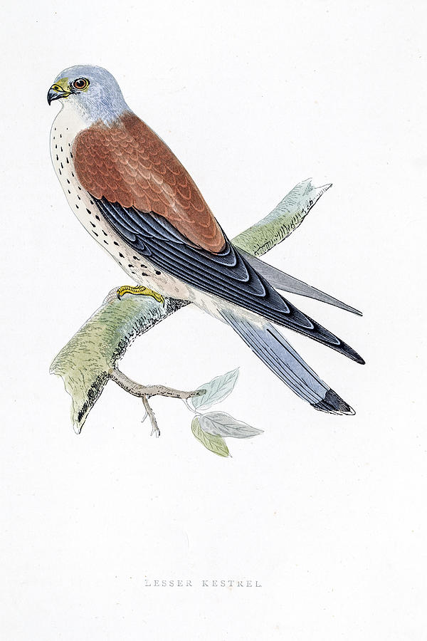 Kestrel falcon bird 19 century illustration Drawing by Mashuk