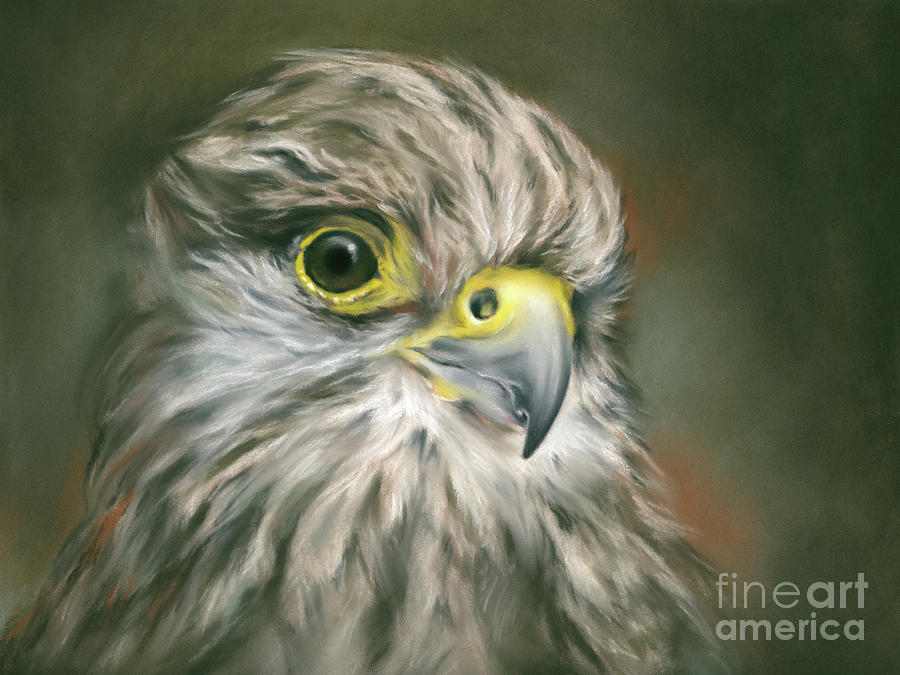 Kestrel Falcon Bird Portrait Painting by MM Anderson