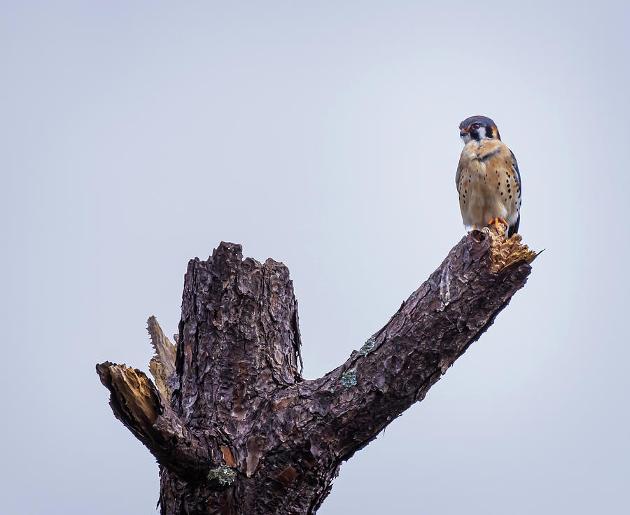 Kestrel Hawk in Tree Photograph by Fran Gallogly