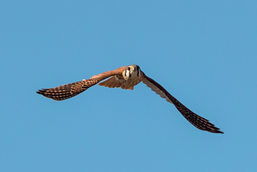 Kestrel in Action Photograph by Loree Johnson