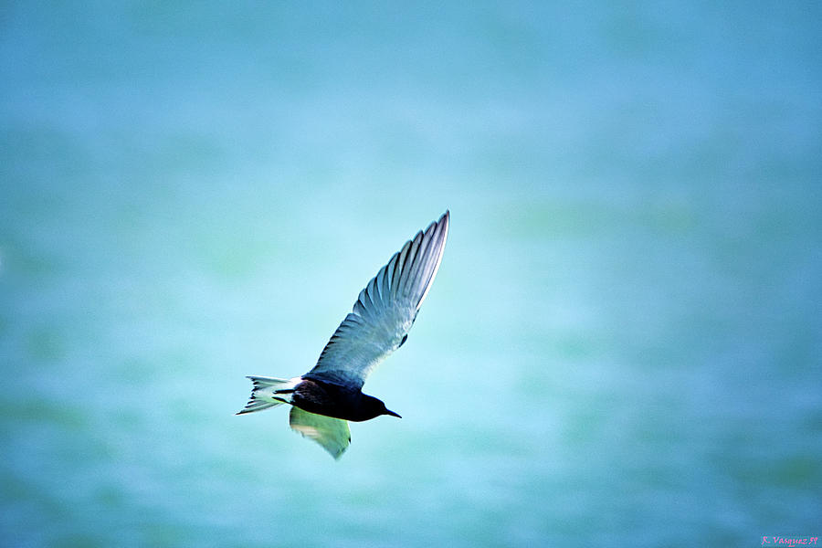 Kestrel In Flight Photograph by Rene Vasquez