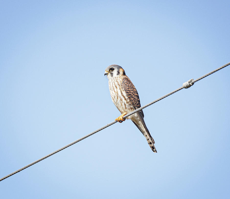Kestrel on a Wire Photograph by Fran Gallogly