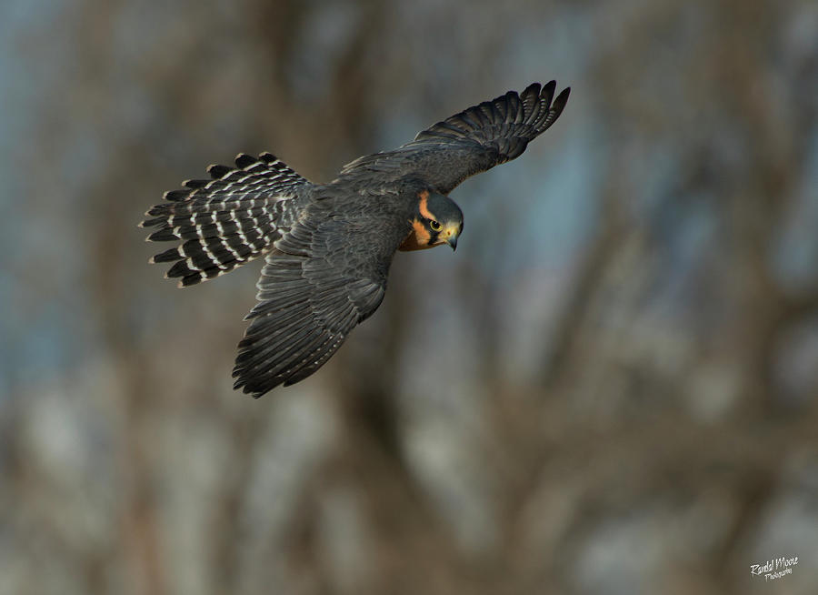 Kestrel on the move #2 by A Hint of Color Photography Kestrel on the move #2 by A Hint of Color Photography
