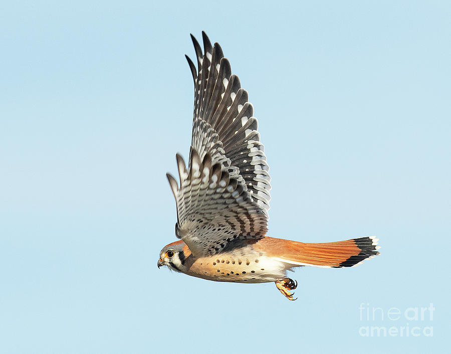 Kestrel on the Wing Photograph by Dennis Hammer