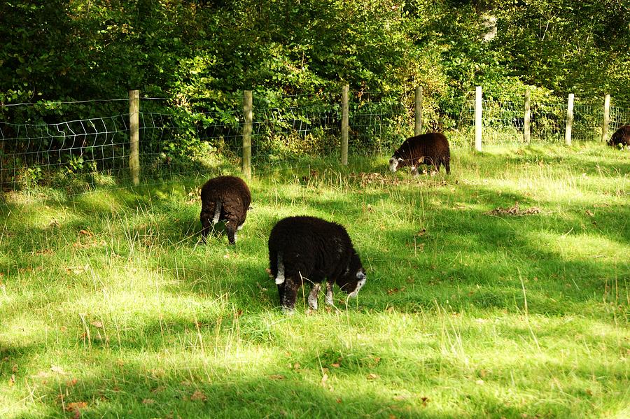 Keswick. Black Sheep Grazing Photograph by Lachlan Main