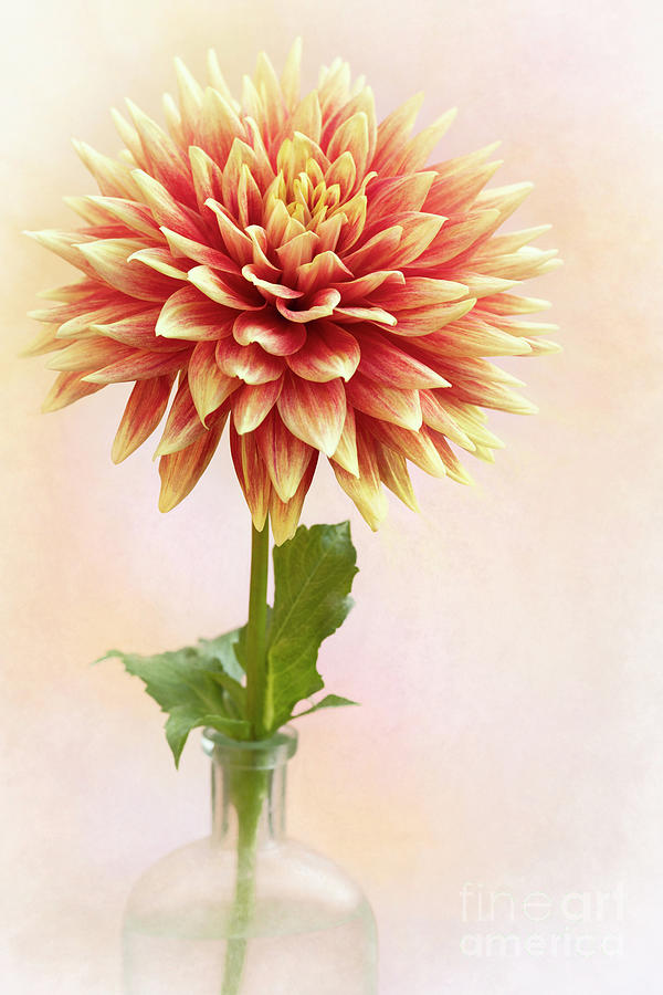 Ketchup and Mustard Dahlia Photograph by Linda D Lester - Fine Art America