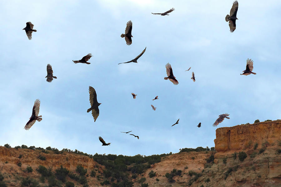 Kettle of Turkey Vultures Photograph by Karen Slagle - Fine Art America