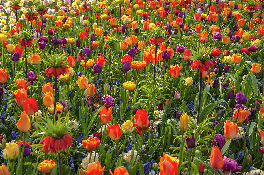 Keukenhof 2019. Colorful Flower Carpet Photograph by Jenny Rainbow