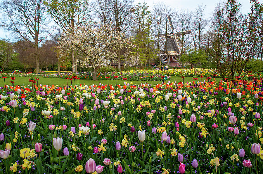 Keukenhof 2019. Colorful Mixed Flower Bed and Mill Photograph by Jenny Rainbow