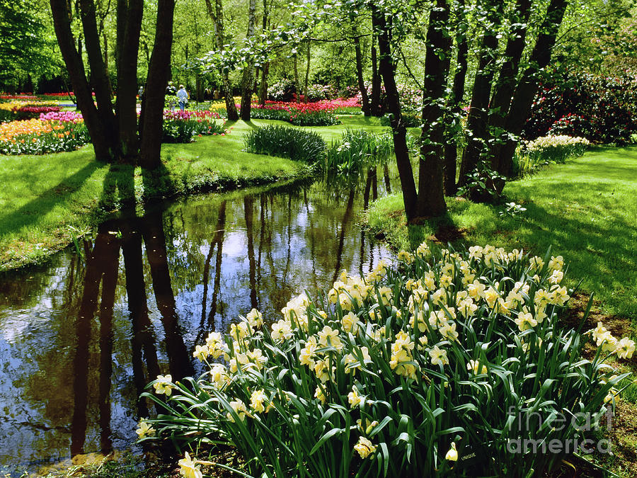 Keukenhof Flower Gardens Dutch Bulb Fields Photograph by Jon Delorme ...