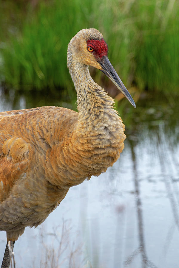 Kevin The Sandhill Crane Photograph by Dale Kincaid