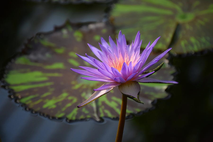 Kew Water Lily Photograph by Terry M Olson