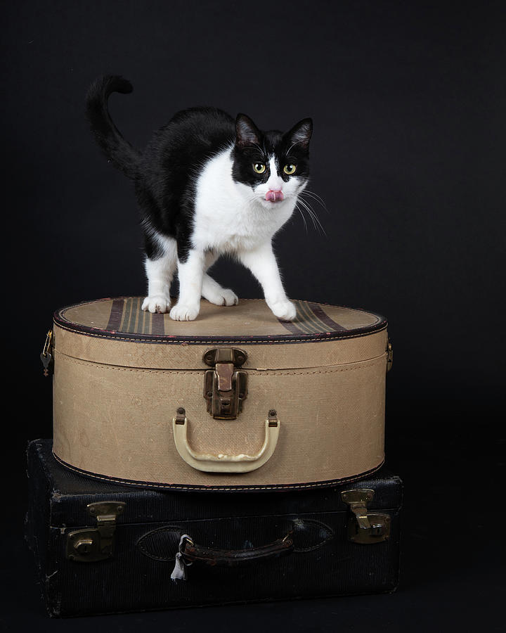 Key-Ki on Suitcases Photograph by Rebecca Cozart