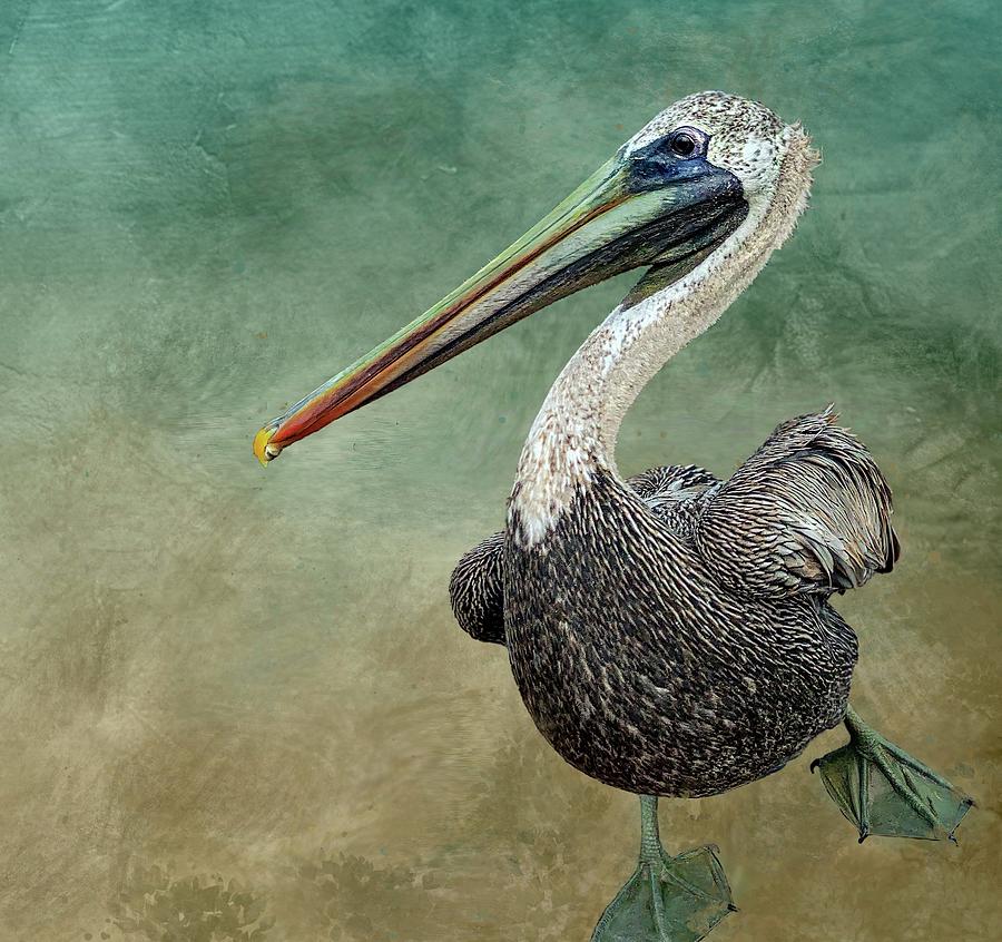Key Largo Pelican Photograph by Rebecca Herranen