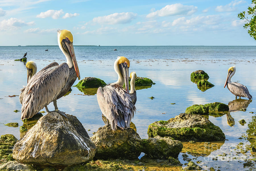 Key Largo Pelicans Photograph by Olga Hamilton