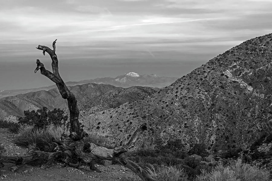 Key View Joshua Tree at Sunrise Joshua Tree California Black and White Photograph by Toby McGuire