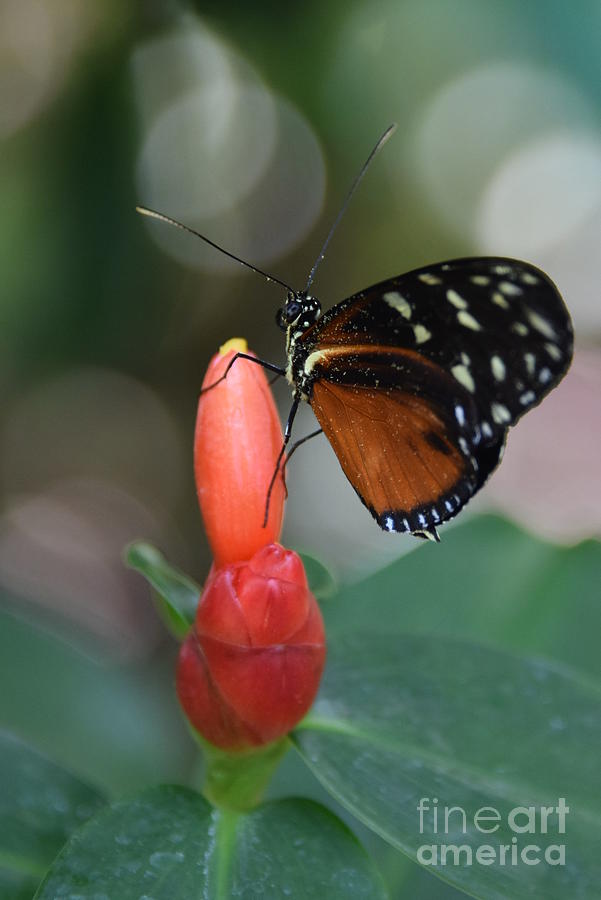 Key West Butterfly Photograph by Stephanie Gambini