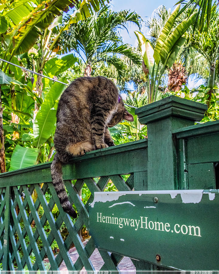 Key West Cats Photograph by Joseph Caban