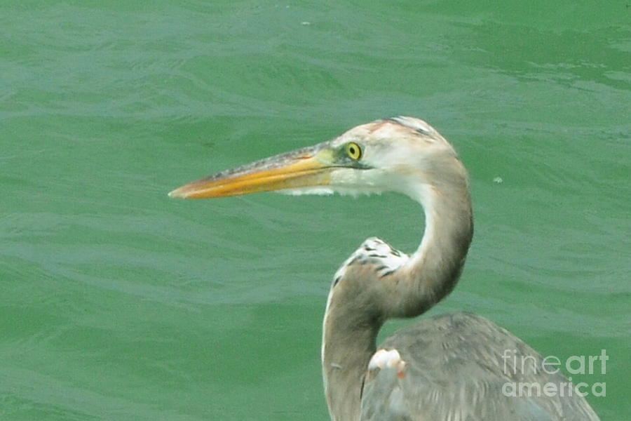 Key West Heron 1 Photograph