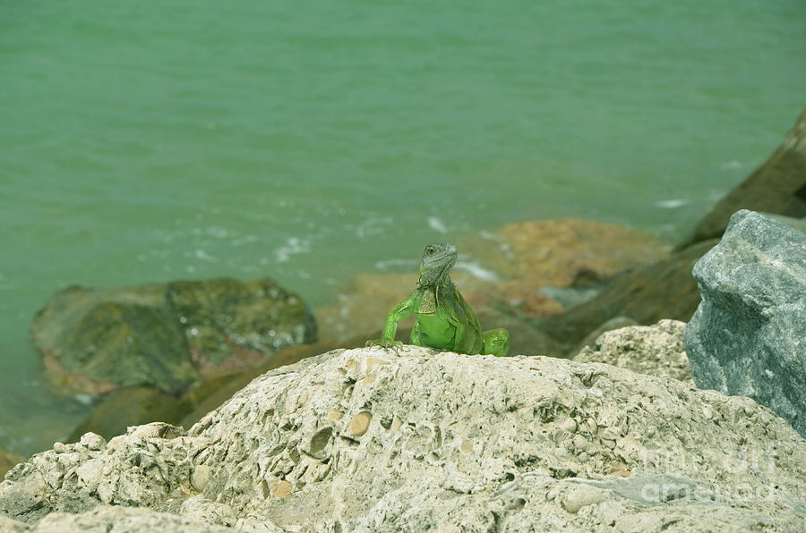 Key West Iguana 1 Photograph