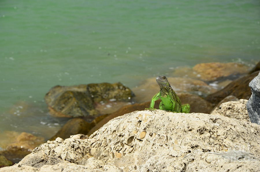 Key West Iguana 2 Photograph