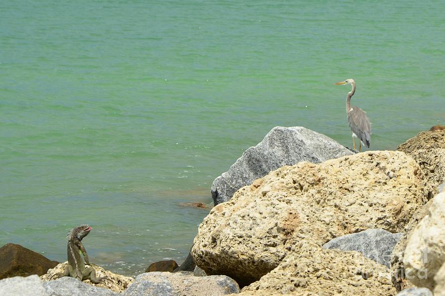 Key West Iguana Watching Heron Photograph