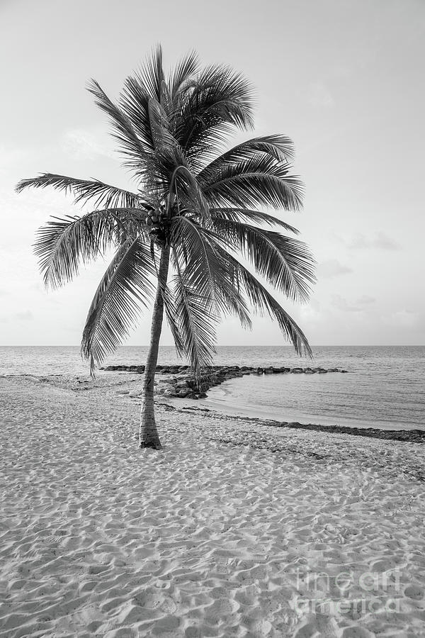 Key West Palm Tree Vertical Black and White Photograph by Paul Velgos Key West Palm Tree Vertical Black and White Photograph by Paul Velgos