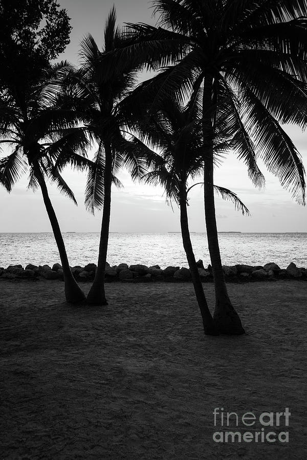 Key West Palm Trees Sunset Black and White Photo Photograph by Paul Velgos