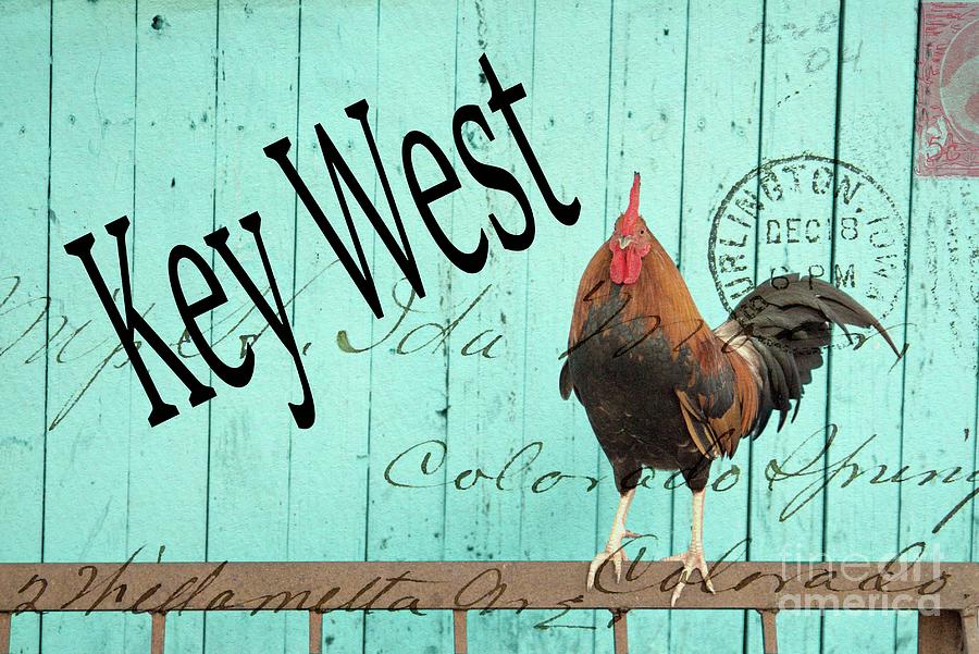 Key West Rooster Photograph by Benanne Stiens