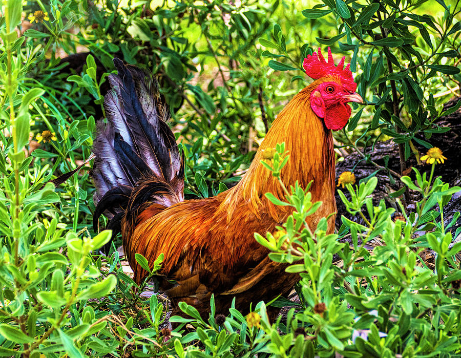 Key West Rooster  Photograph by Karen Cox