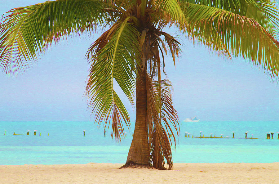 Key West Winter Palm Photograph