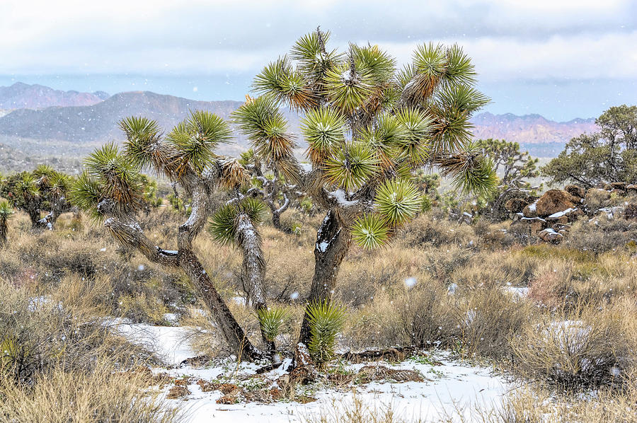 Keys View Snowstorm Photograph by Marilyn McFarlin Keys View Snowstorm Photograph by Marilyn McFarlin