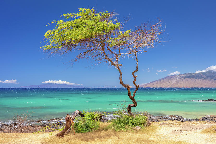 Kiawe Tree on the Beach Photograph by Pierre Leclerc Photography