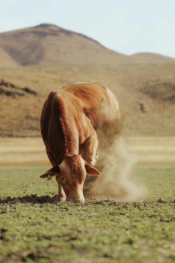 kick-the-dust-up-photograph-by-riley-bradford-pixels