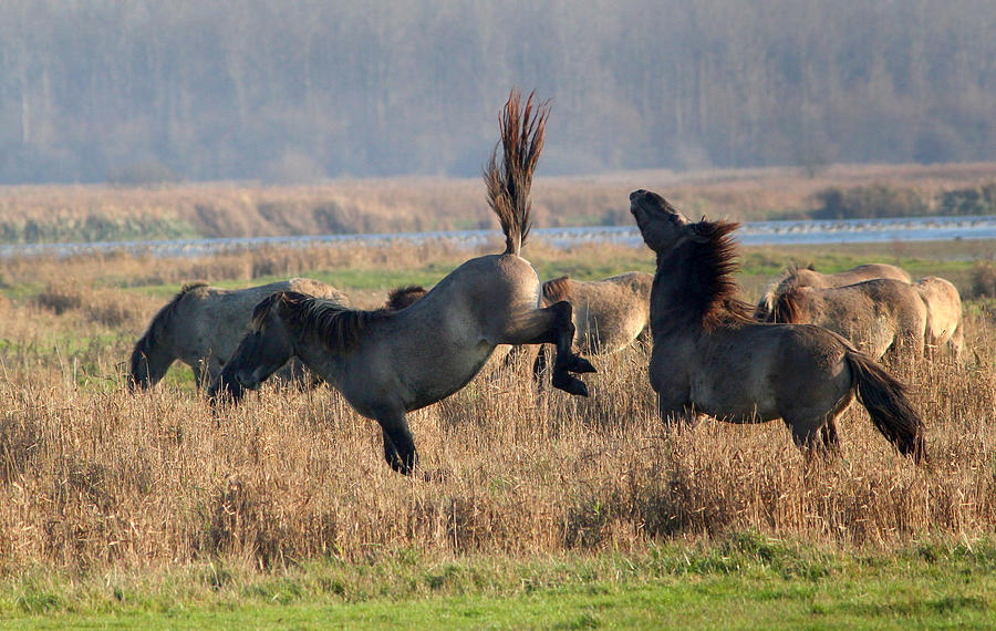 Kickass Konik Horses Photograph by Ger Bosma