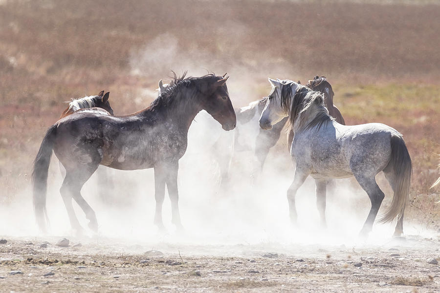 Kicking Up Dust Competition Photograph by Belinda Greb
