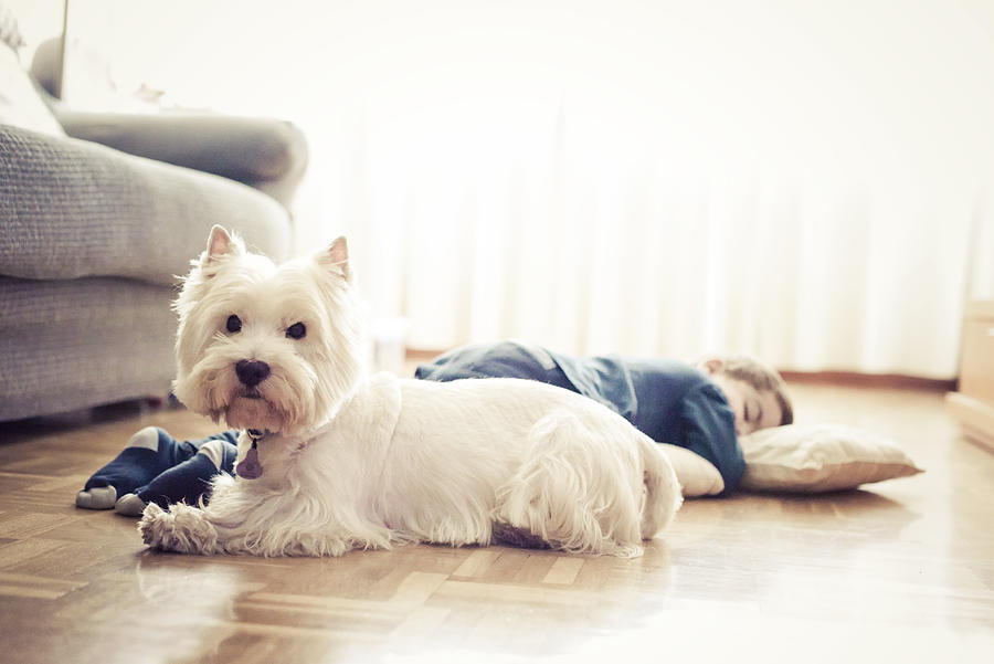Kid sleeping on the floor and his westie puppy Photograph by Miguel Sanz