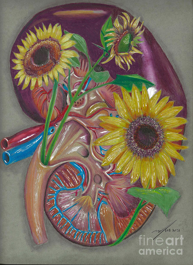 Kidney Anatomy Painting by Michael McKenzie