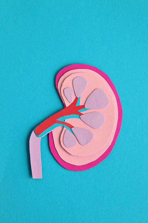 Kidney and ureter Photograph by Jasenka Arbanas Kidney and ureter Photograph by Jasenka Arbanas