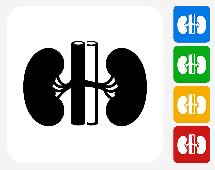 Kidney Icon Flat Graphic Design Drawing by Bubaone