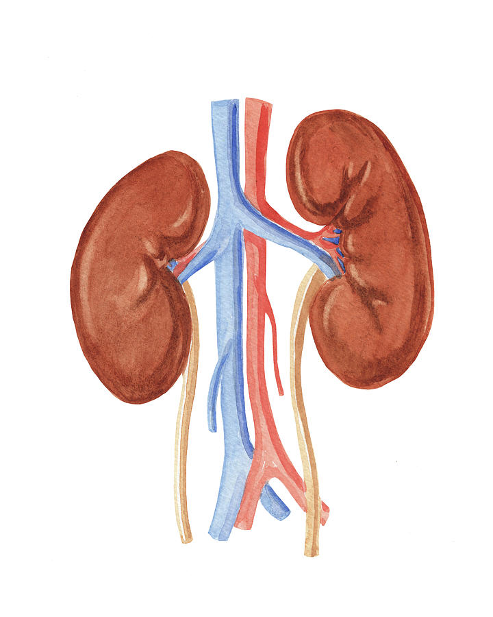Kidney Medical Anatomy Watercolor Illustration Painting by Irina Sztukowski