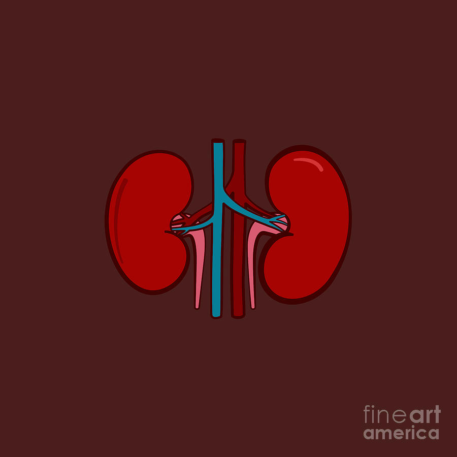 Kidney Digital Art