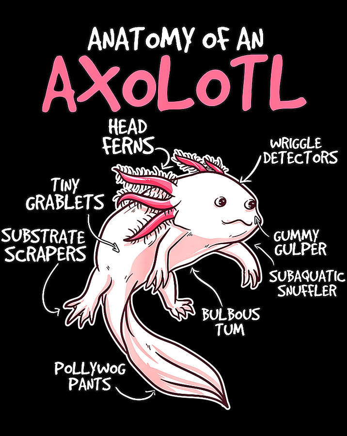 stuff for axolotl