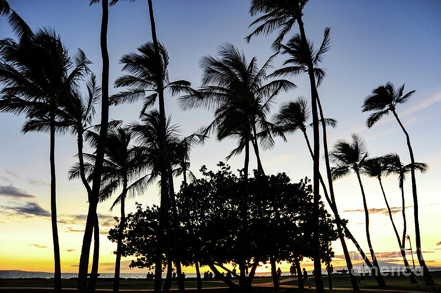 Kihei Sunset as the palm trees sway. Photograph by Gunther Allen