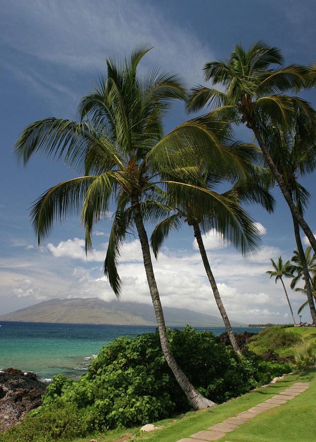 Kihei Surfside Palm Walk Photograph by Daniel Baralt - Fine Art America