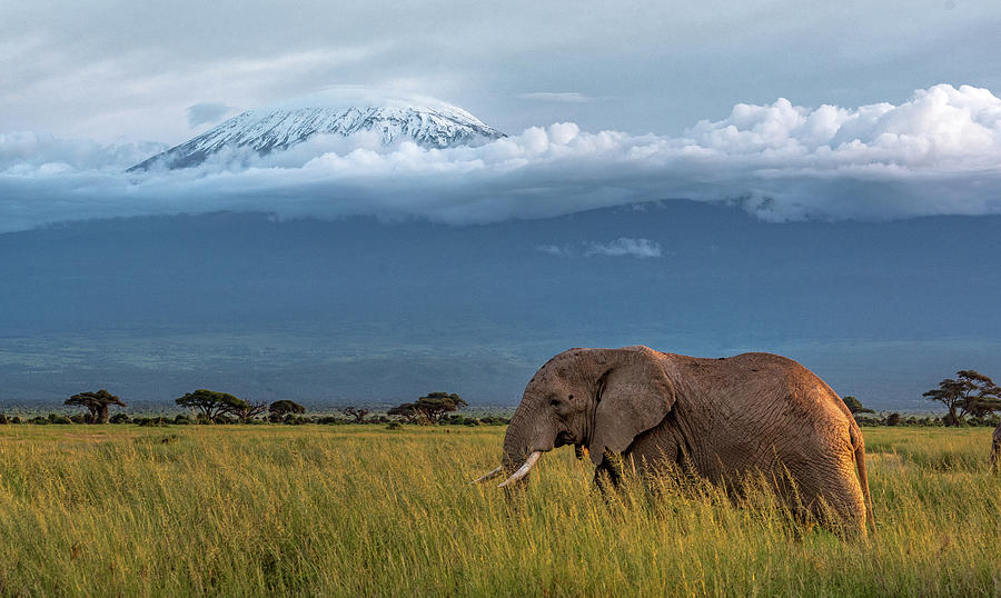Kilimanjaro Elephant  Photograph by Eric Albright
